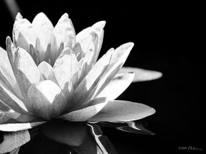loto blanco...y negro Flor de loto